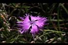 玉山石竹-花15.jpg