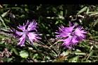 玉山石竹-花16.jpg