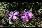 玉山石竹-花17.jpg