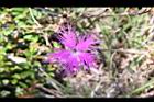 玉山石竹-花19.jpg