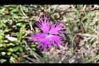 玉山石竹-花20.jpg