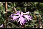 玉山石竹-花24.jpg
