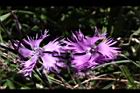 玉山石竹-花29.jpg