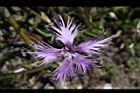 玉山石竹-花30.jpg