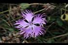 玉山石竹-花32.JPG