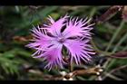 玉山石竹-花35.JPG