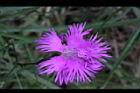 玉山石竹-花38.jpg