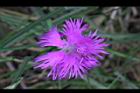 玉山石竹-花40.jpg