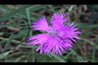 玉山石竹-花41.jpg
