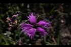 玉山石竹-花42.JPG