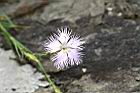 玉山石竹-花48.JPG