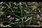 玉山石竹-葉0.jpg