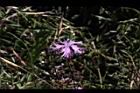 玉山石竹08.jpg