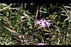 玉山石竹11.jpg