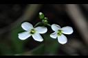 玉山筷子芥-花03.JPG