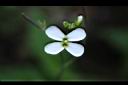 玉山筷子芥-花05.JPG