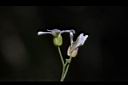 玉山筷子芥-花萼0.JPG