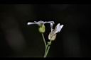 玉山筷子芥-花萼3.JPG