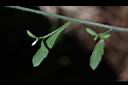 玉山筷子芥-莖生葉0.JPG
