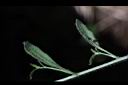 玉山筷子芥-莖生葉2.JPG