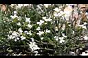 玉山筷子芥15.JPG