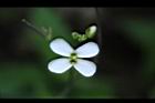 玉山筷子芥-花04.JPG