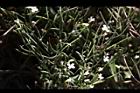 玉山筷子芥29.JPG
