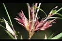 玉山箭竹-花0.jpg