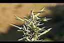 玉山箭竹-葉0.jpg