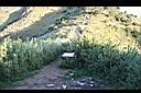 玉山箭竹11.jpg