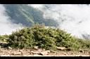 玉山箭竹12.jpg