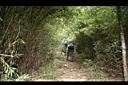 玉山箭竹林.jpg