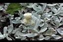 玉山籟簫-花07.JPG