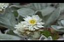 玉山籟簫-花23.JPG