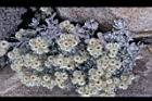 玉山籟簫-花00.jpg