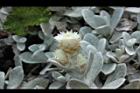 玉山籟簫-花10.JPG