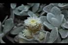 玉山籟簫-花11.JPG
