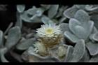玉山籟簫-花12.JPG