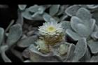 玉山籟簫-花13.JPG
