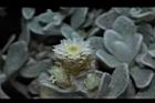 玉山籟簫-花14.JPG
