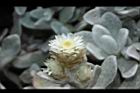 玉山籟簫-花16.JPG