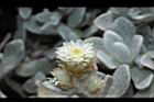 玉山籟簫-花17.JPG