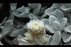 玉山籟簫-花18.JPG