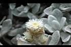 玉山籟簫-花19.JPG