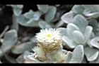 玉山籟簫-花20.JPG