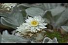 玉山籟簫-花21.JPG