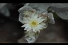 玉山籟簫-花25.JPG
