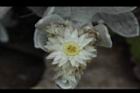 玉山籟簫-花26.JPG