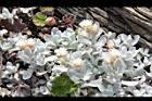 玉山籟簫-花28.JPG