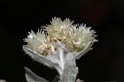 玉山籟簫-花30.JPG